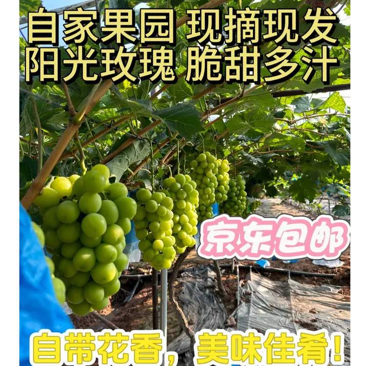 京东包邮阳光玫瑰新鲜当季水果脆甜花香一口爆汁
