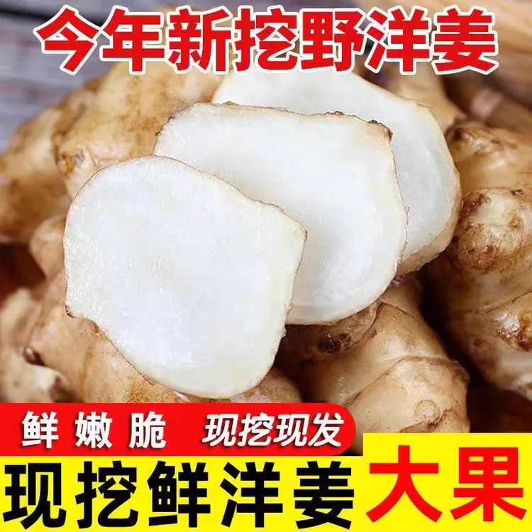 新鲜现挖洋姜菊芋鬼子姜可制泡菜酱菜农家蔬菜