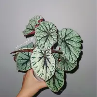 【热植馆】银元秋海棠养ins风带植物绿植花卉植物室内植物