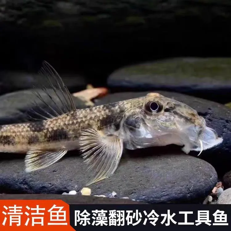 似鮈鱼蛇鮈鱼翻沙鱼底层鱼原生鱼清洁鱼工具鱼清理鱼缸粪便的鱼