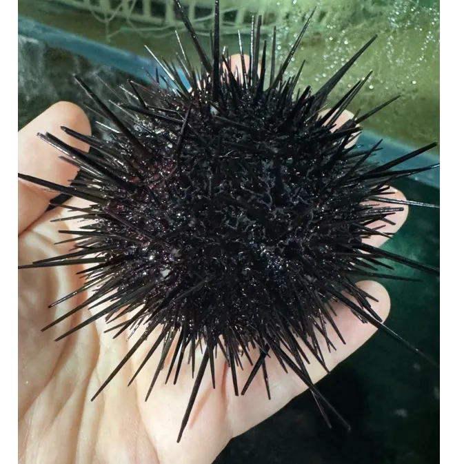 大连野生紫海胆深海潜水捕捞鲜活发货顺丰空运