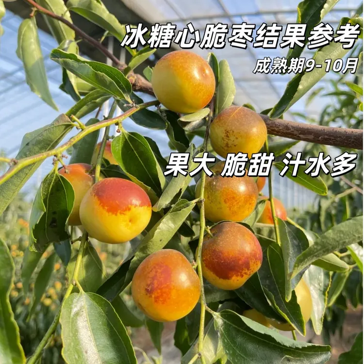 枣树苗大果冰糖心脆枣树苗冬枣树苗耐寒品种枣树苗当年结果苗