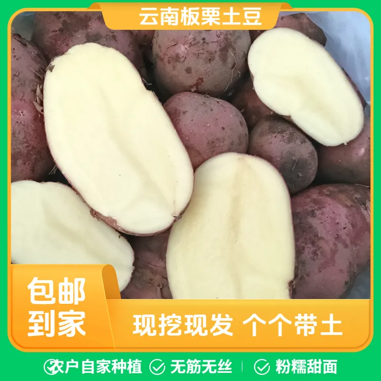 正宗云南高山露天种植粉糯甜面无筋无丝板栗土豆