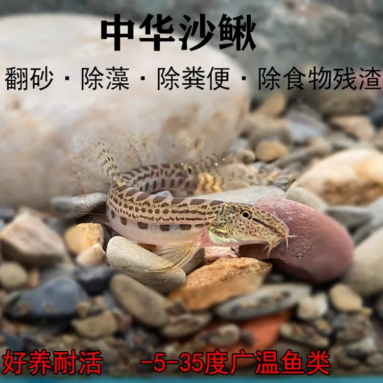 花鳅冷水清道夫观赏鱼缸清洁工具淡水沙鳅翻砂鱼生态缸溪流
