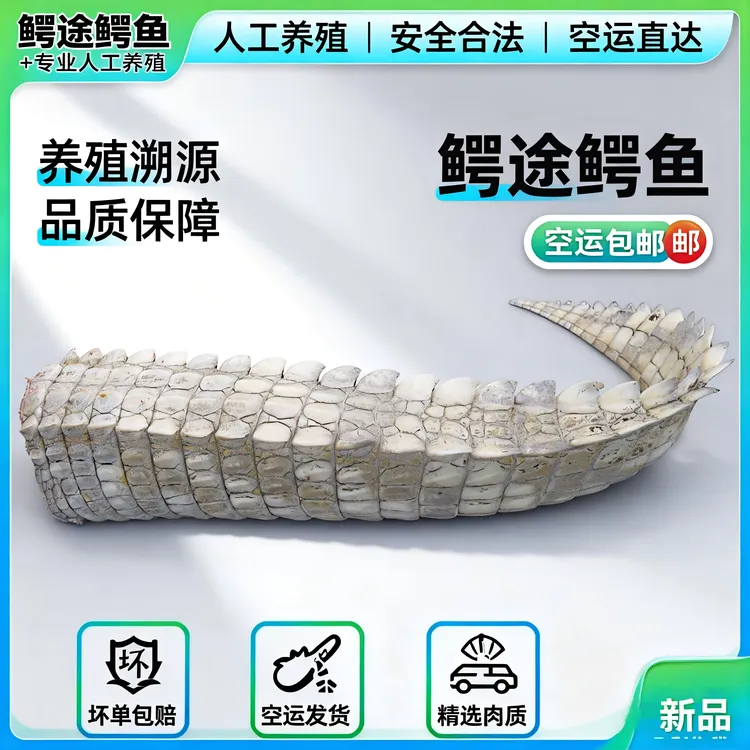 【刘迎迎现称】一物一拍 人工养殖 优质好吃火锅打边炉 美味