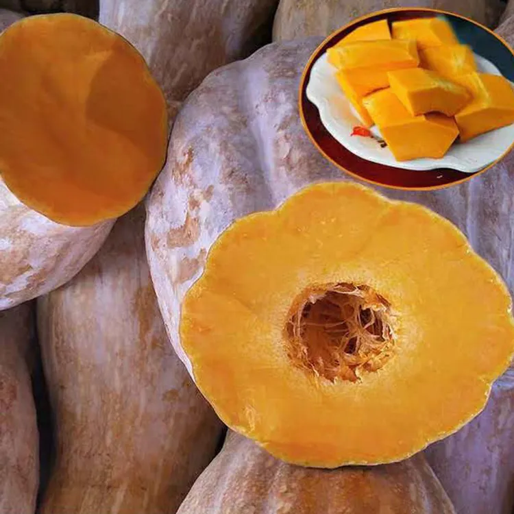 manta kawa uruk 长南瓜种子4克