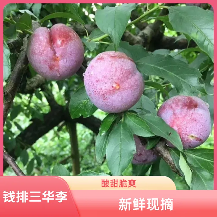 信宜钱排三华李新鲜现摘当季红心李子酸甜脆爽孕妇水果1/2/3/5斤