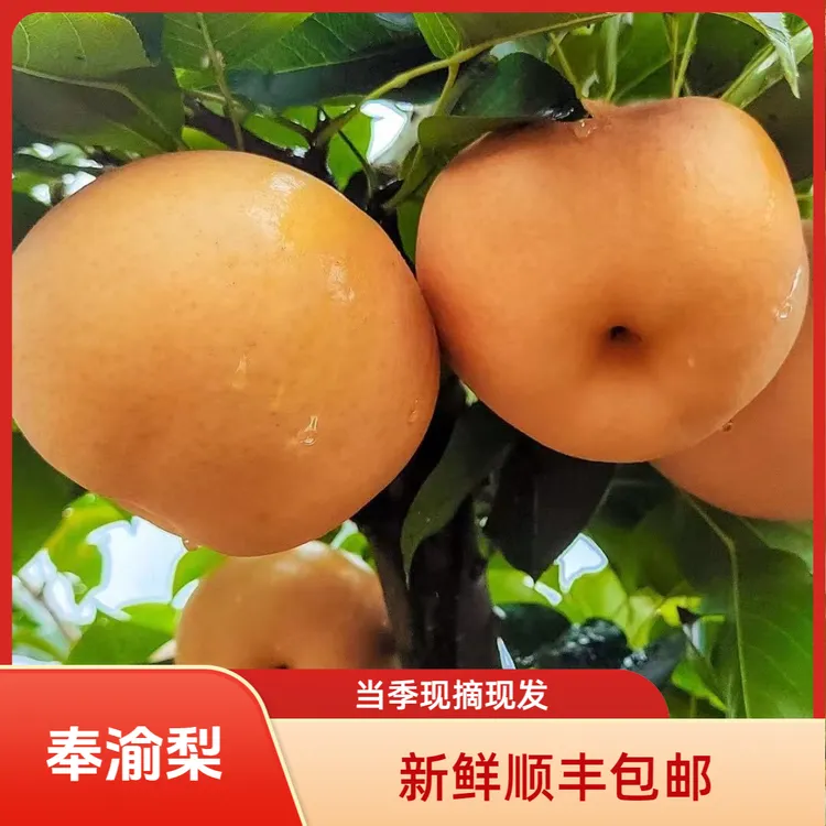 奉渝梨黄梨新鲜现摘冰糖梨子中秋礼盒整箱顺丰包邮非秋月梨丰水梨