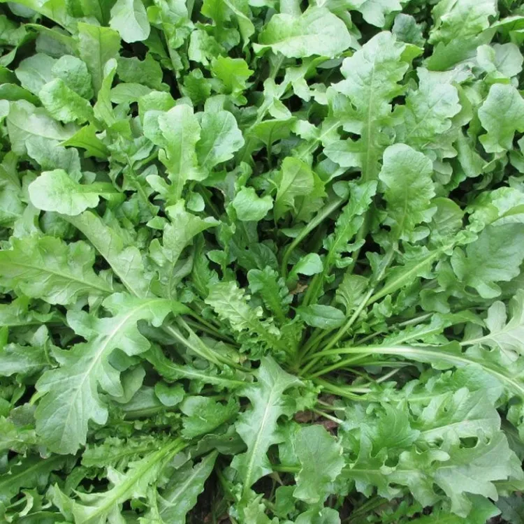 大叶荠菜种子四季可播适合阳台盆栽的食用蔬菜种子商品图