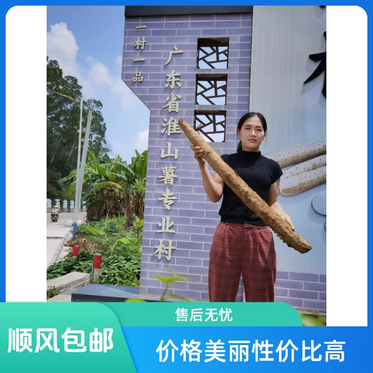 高州曹江深大号薯淮山焦作铁棍农源阿玲精心挑选山药正宗铁棍