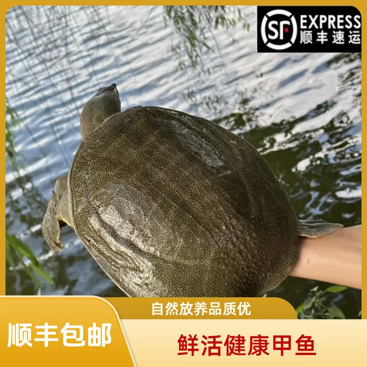 【3只装】到手不低于6斤  鲜活甲鱼  青黑背  甲鱼水鱼顺丰包邮保活