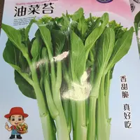 【满五包包邮】四季油菜苔种子蔬菜改良苔油菜泡沫阳台小院种植