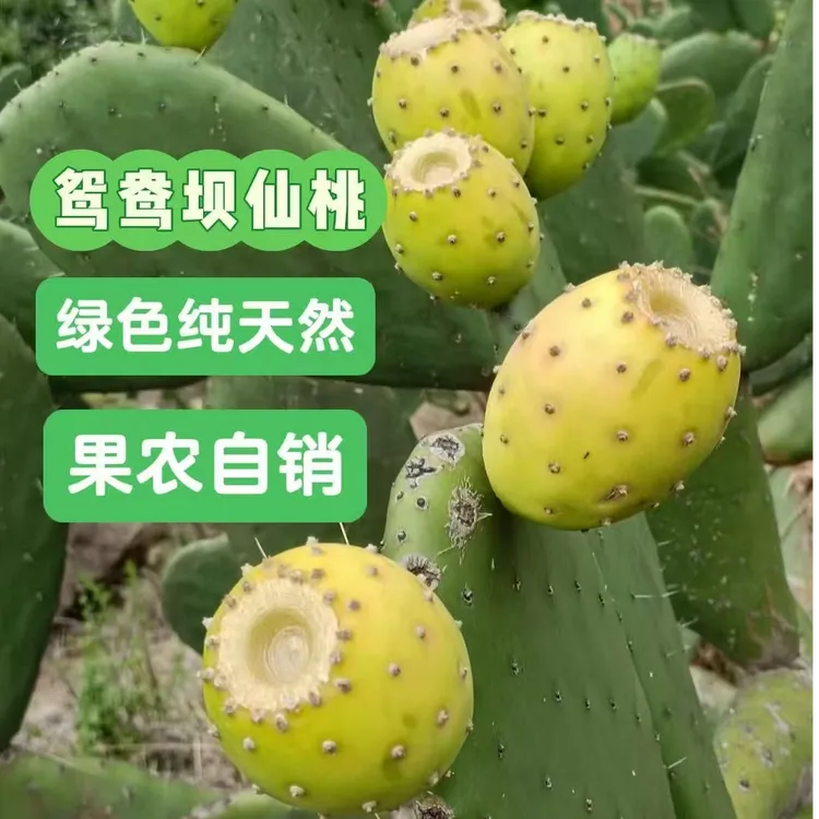 【高原仙桃】康定 鸳鸯坝仙桃 果农自销 现摘现发