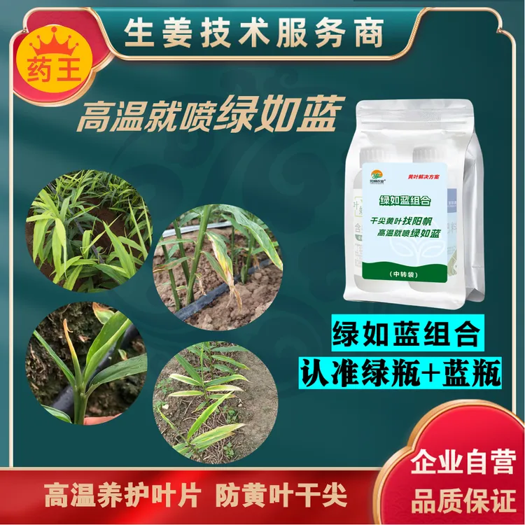 绿如蓝组合1套喷施5亩地预防高温黄叶干尖烂芯劈叶脱裤