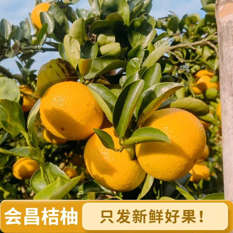 10斤精品会昌桔柚江西赣州新鲜孕妇甜水果当季非建阳庆元现摘橘柚