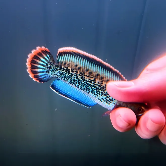 1号缸印尼鬼（对版发货）爆麻点印尼鬼大帆大尾超级火焰尾