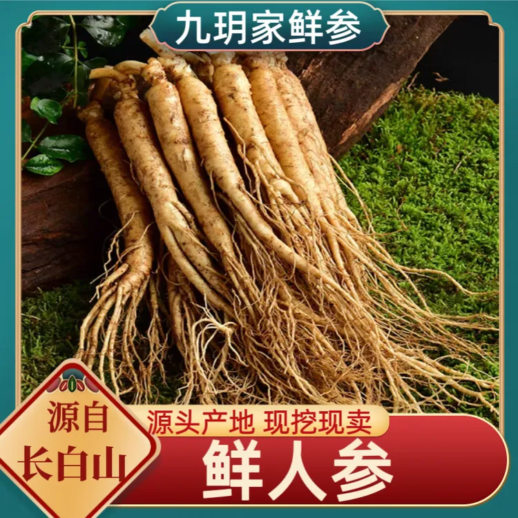 长白山新鲜人参 单支15-20克左右 30根左右一斤煲汤泡水煮水泡酒