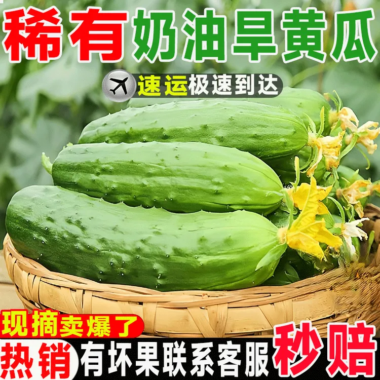 【鲜头茬】现摘水果黄瓜东北旱黄瓜水果嫩黄瓜清甜脆嫩当季新鲜蔬菜