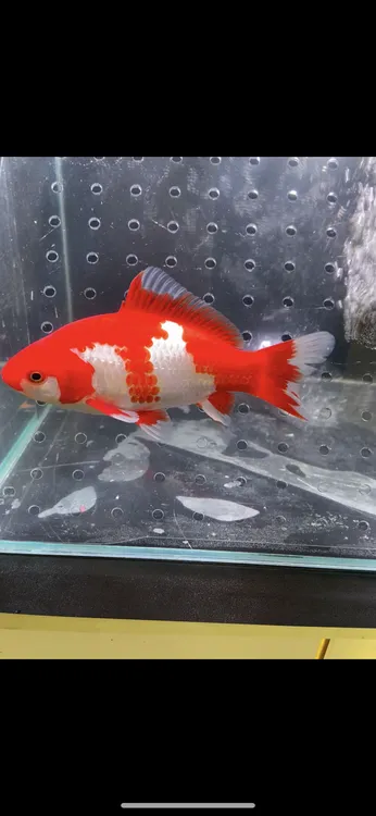 15公分三段红白公鱼 两面基本对称。满身硬鳞钻石鳞纹路。顺丰包邮