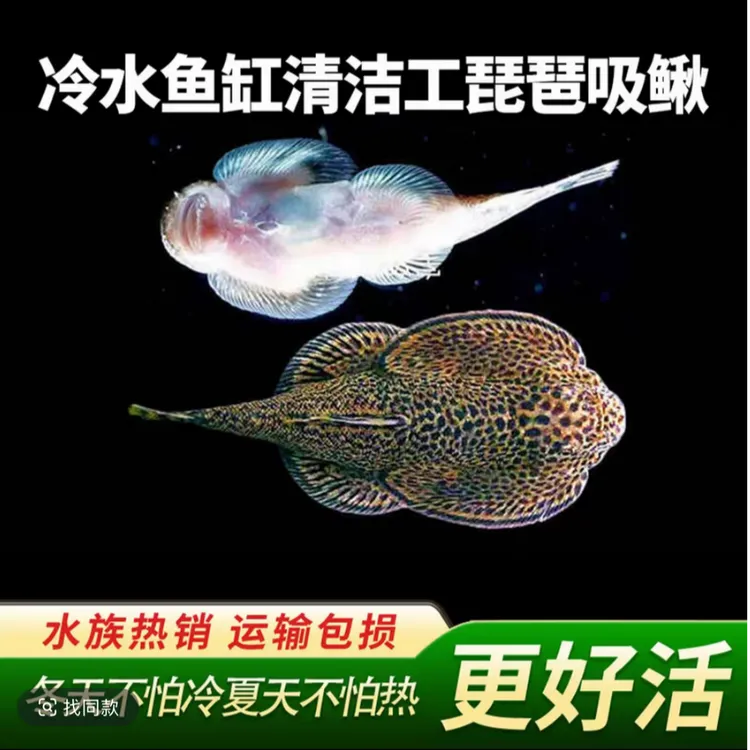 琵琶鼠 观赏鱼热带鱼冷水清道夫鱼 双吸盘吸鳅 除藻吃垃圾擦玻璃
