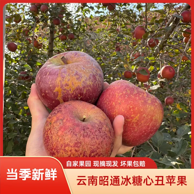 2025当季新鲜上市云南昭通红富士丑苹果冰糖心苹果农户直销现摘