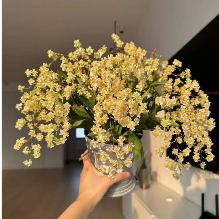 梦香兰香槟色----一物一拍