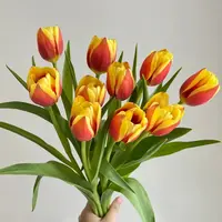 【云舍花卉】【方德】【烈焰】郁金香全场任意满两单及以上鲜花包邮发货