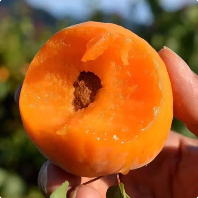 新品种杏树果苗嫁接盆栽杏树苗果树苗庭院种植地栽南北方杏子苗树