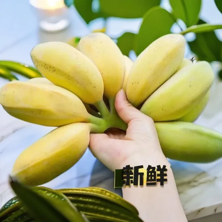 【苹果蕉】广东苹果蕉粉蕉应季水果香蕉超甜薄皮现摘农村香甜粉软糯