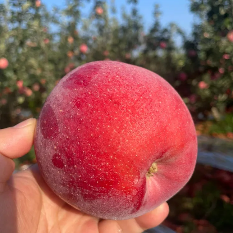 【粉面香甜】陕西高山红星秦苹果宝宝辅食味香浓5斤9斤原产地