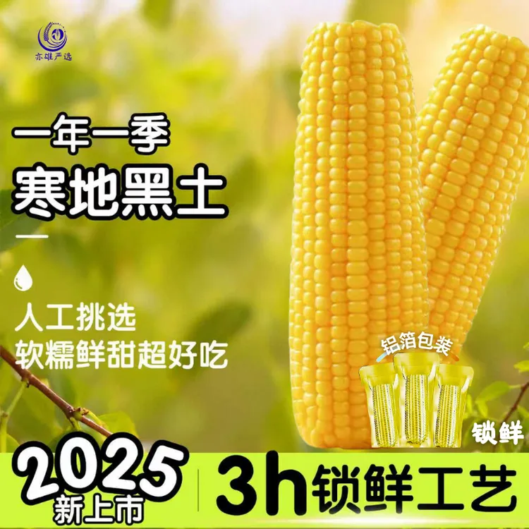 【铝箔大棒8-8.5斤】25年东北黄香糯玉米300-380g大棒12棒试吃4根