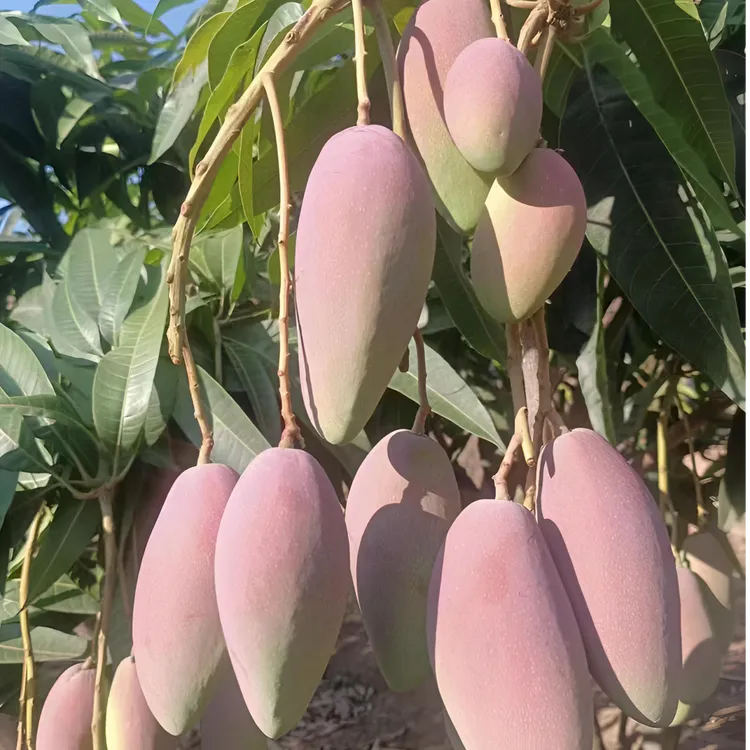 攀枝花红贵妃大果香甜多汁核小皮薄肉厚新鲜水果