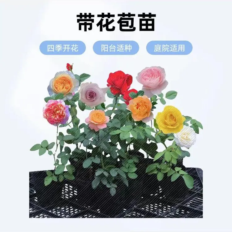 月季玫瑰小苗【带花苞混色发货】四季开花宠粉福利