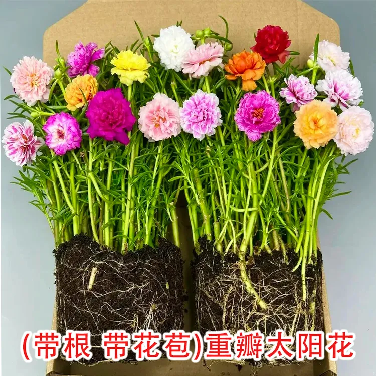 重瓣宿根太阳花多色枝条