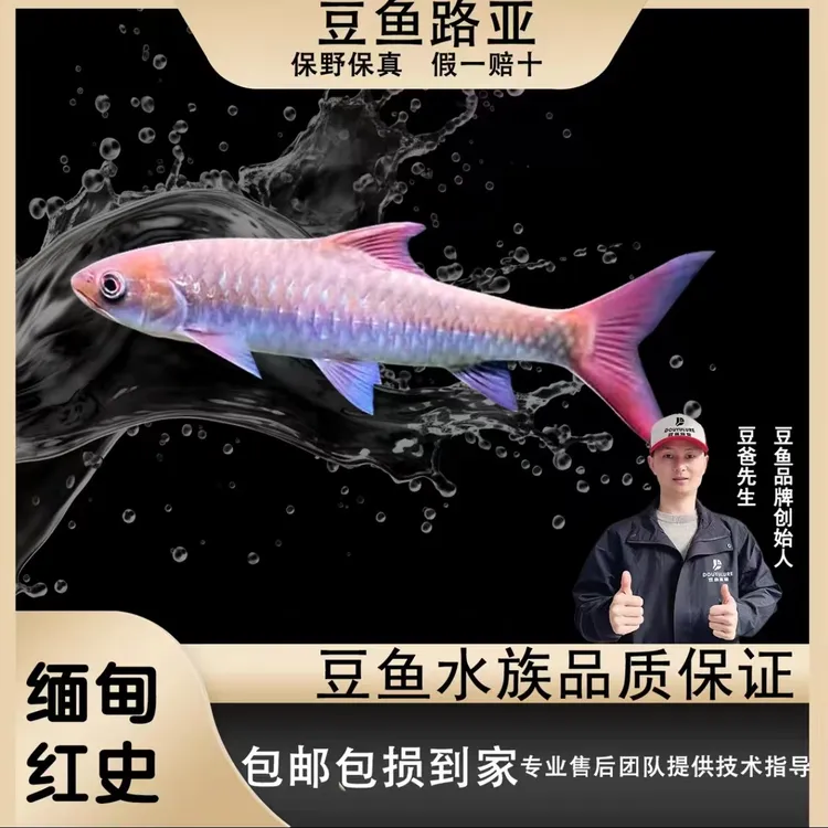 【缅甸红史】红吉罗豆爸先生观赏鱼小鱼苗吉罗鱼包野包真包损包邮