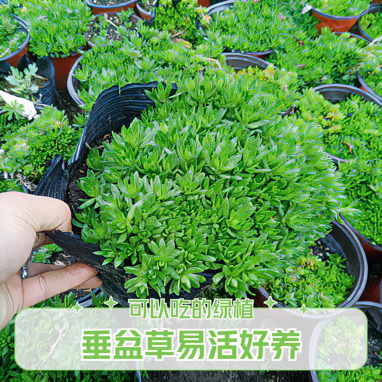 食用垂盆草盆栽养肝护肝绿植路兮小农民庭院阳台耐热耐寒垂吊植物
