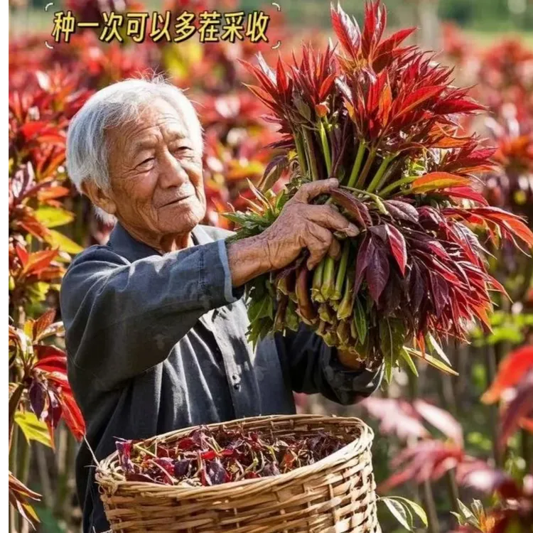 正宗红油香椿树苗南北方可种植四季食用盆栽庭院地栽