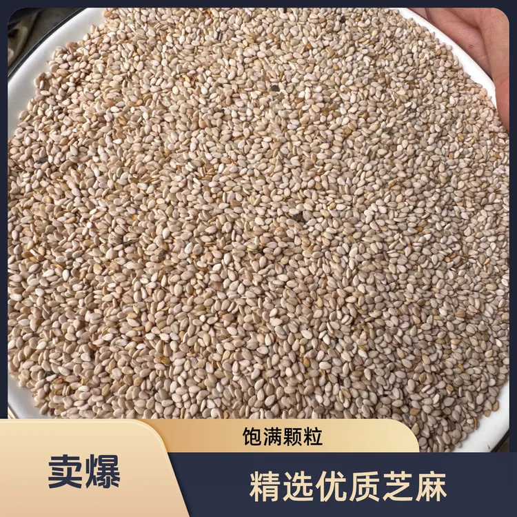 25年农家自产新鲜带皮生白芝麻新货精选可烘焙食用