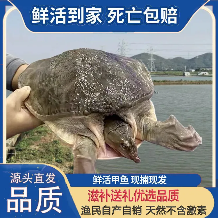 2-20斤超大清仓珍珠鳖特产足斤外塘水鱼外塘鲜活大甲鱼