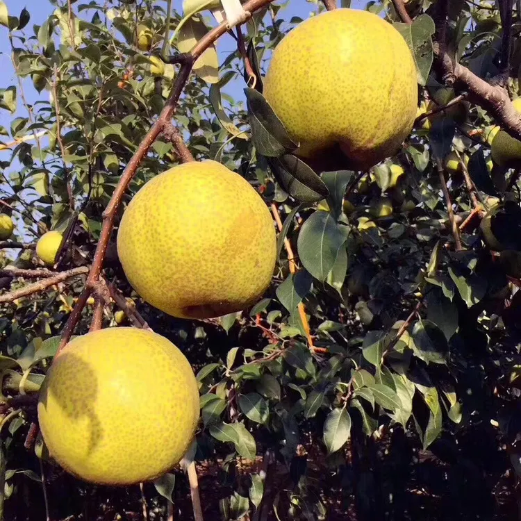 莱阳茌梨核心产区当季新鲜水果脆甜多汁