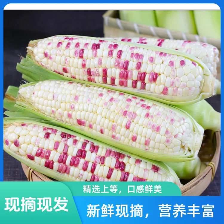 新鲜现摘花糯玉米香甜可口当季粗粮早餐带壳玉米贵州玉米