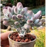 彪哥多肉园艺乒乓玫瑰福娘多肉植物满1包邮净化空气防辐射甲醛