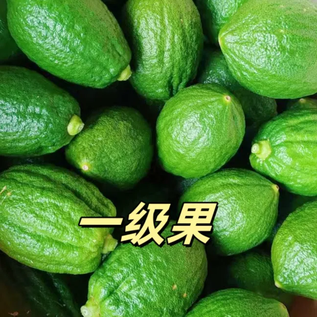 商用一级广东香水柠檬无籽香水柠檬手打柠檬茶奶茶店专用