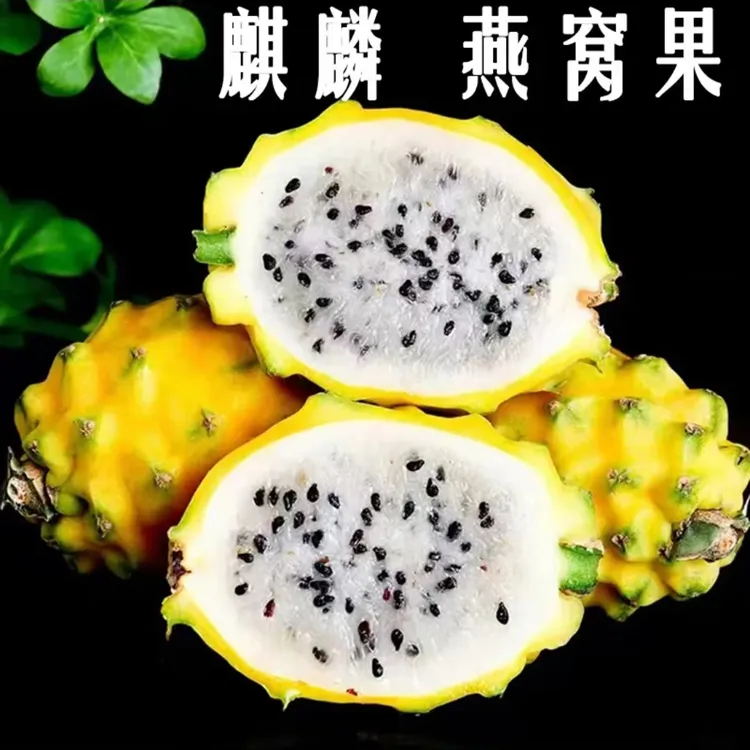 海南燕窝果新鲜火龙果黄色孕妇宝宝果整箱迷你白心麒麟果热带水果