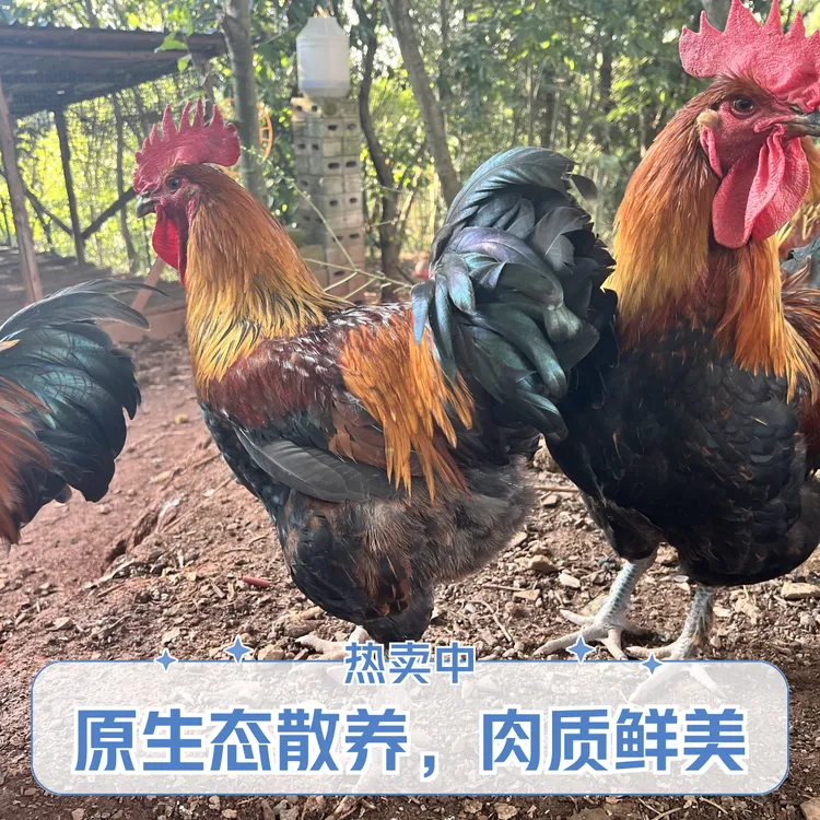 纯粮食散养本地大公鸡土鸡乌骨鸡跑山鸡新鲜整只活鸡现称现宰杀