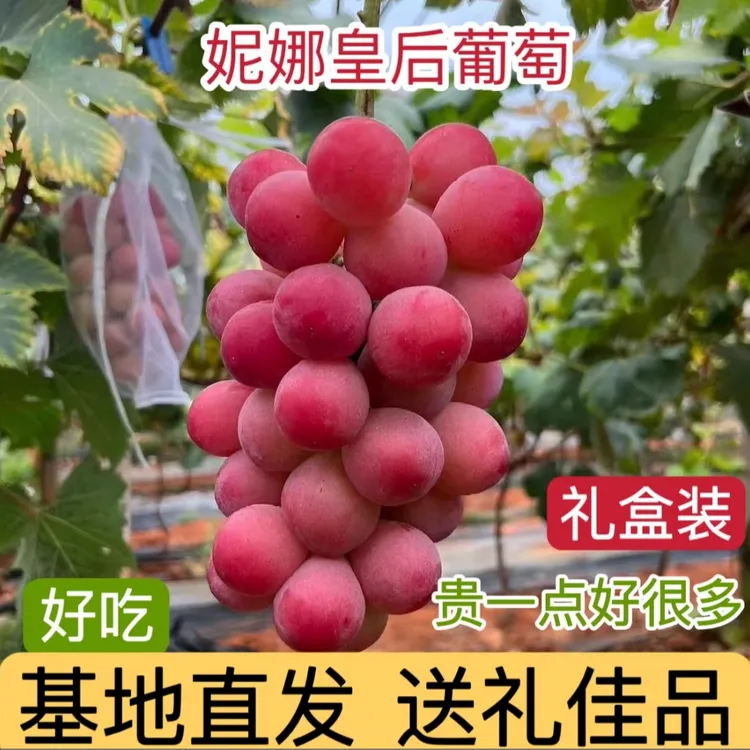 现摘现发妮娜皇后葡萄无籽爆甜顺丰包邮