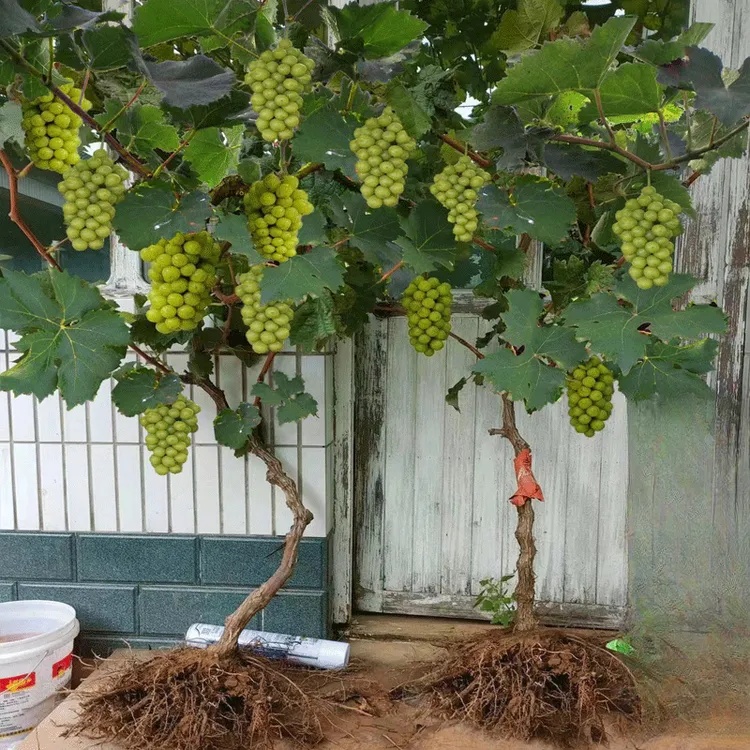 特大阳光玫瑰葡萄树苖无核巨峰盆栽南北方种植地栽耐寒爬藤树果苗