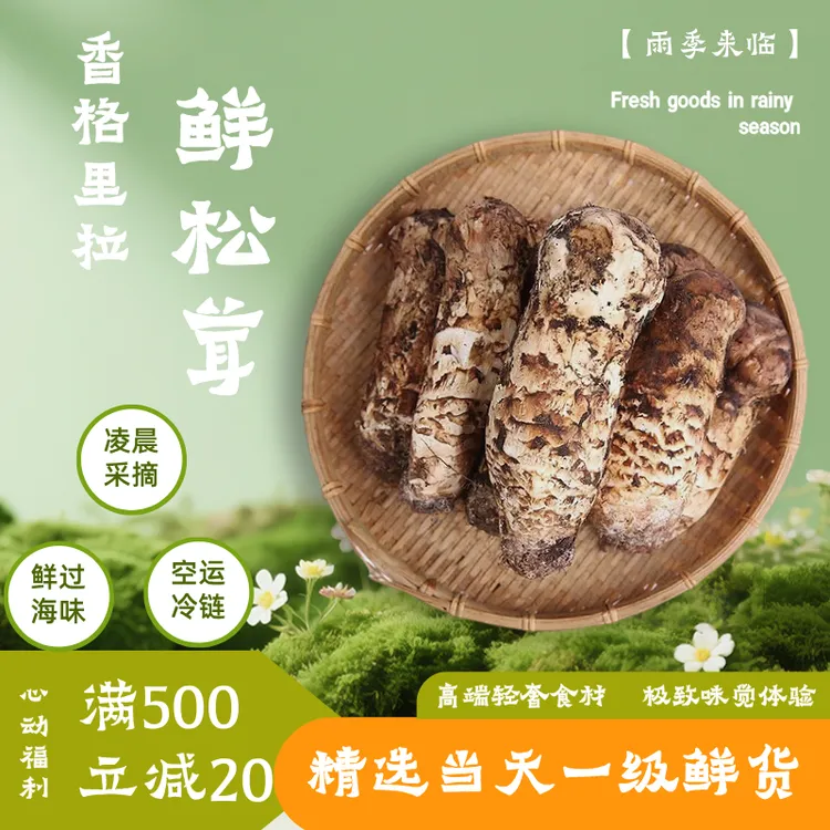 （一级精品）6-8cm精品级香格里拉野生鲜松茸顺丰空运 原产地直发