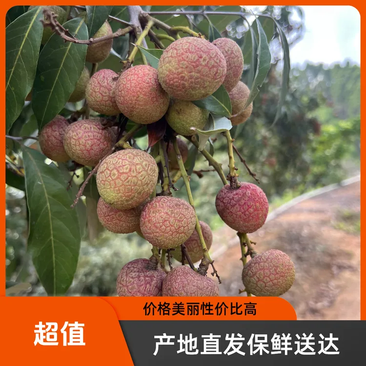 【省妞专属】高州本地科技一号荔枝水东黑叶新鲜采摘顺丰京东冷链