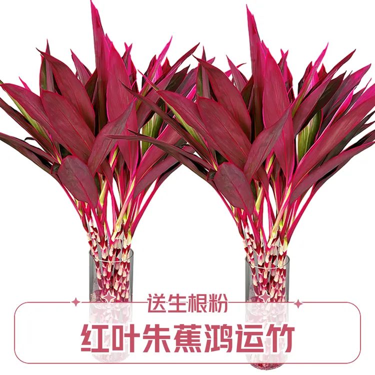 红色竹子鸿运竹红叶朱蕉竹子水养客厅摆件美观室内盆栽节节高紫竹